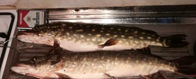 Northern Pike ×2