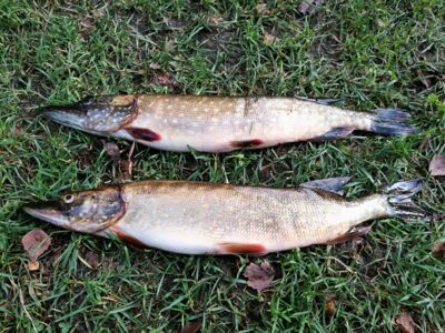 Northern Pike ×2