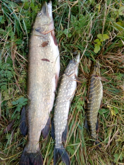 Northern Pike ×3