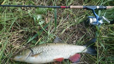 chub, 0.9 kg — Šventoji