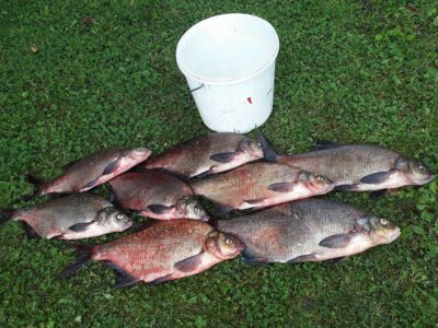 Carp bream, 1.7 kg — Ežeras