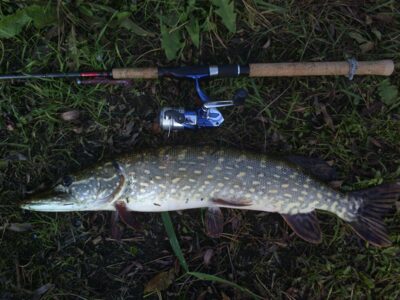 Northern Pike — Šventoji