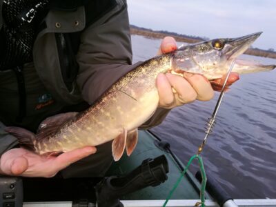 Northern Pike, 0.9 kg