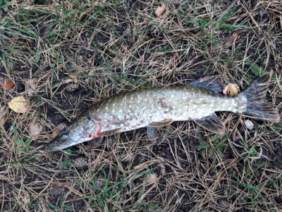 Northern Pike, 1.0 kg