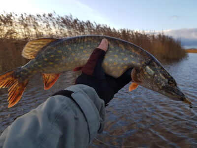 Northern Pike