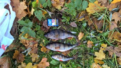 Eurasian perch, 0.5 kg