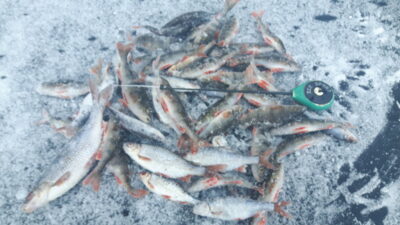 Eurasian perch