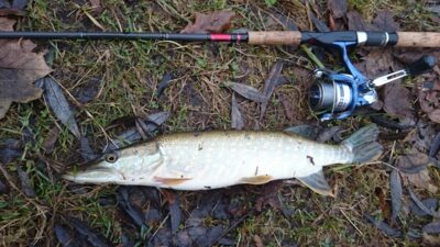 Northern Pike, 1.2 kg — Šventoji