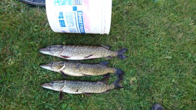 Northern Pike ×3
