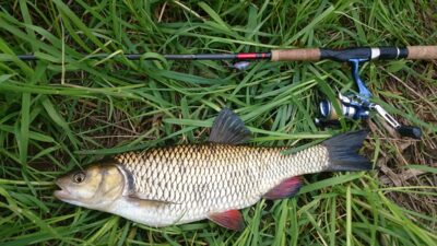 chub, 1.6 kg — Šventoji