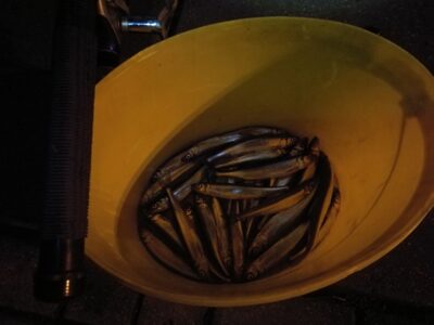 European smelt, 1.1 kg