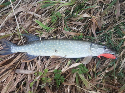 Northern Pike, 1.1 kg
