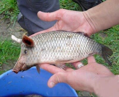 Prussian carp, 1.0 kg