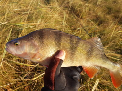 Eurasian perch
