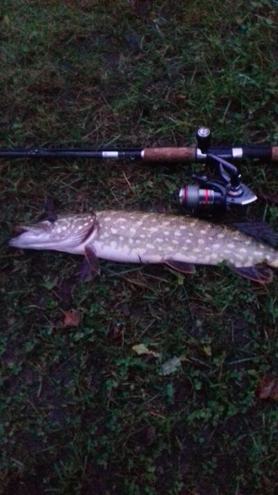 Northern Pike, 1.0 kg — Jauriukas