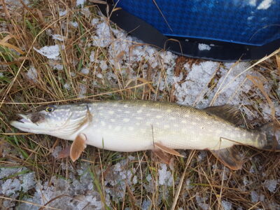 Northern Pike