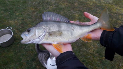Eurasian perch