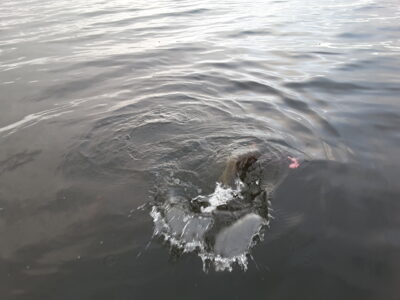 Northern Pike, 1.5 kg — Luodis