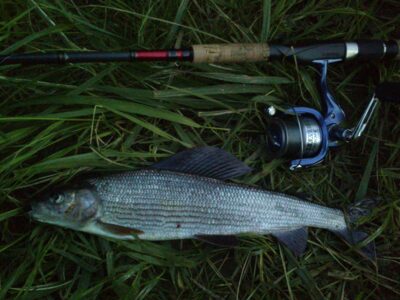 Grayling, 0.4 kg — Šventoji