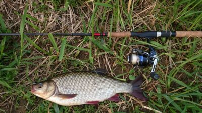 Ide, 1.4 kg — Šventoji