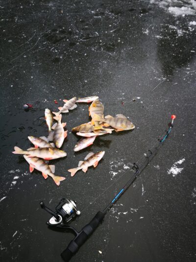 Eurasian perch ×14