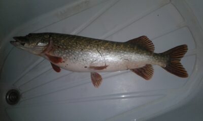 Northern Pike, 3.8 kg — Danė