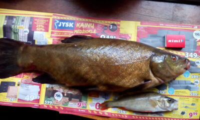 Tench, 2.5 kg