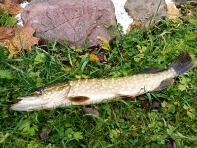 Northern Pike, 1.1 kg
