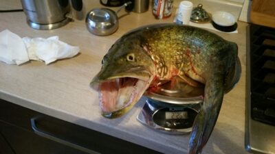 Northern Pike, 2.2 kg