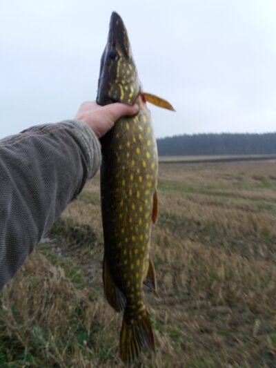 Northern Pike, 1.9 kg — Pagryžuvio
