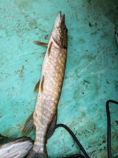 Northern Pike ×2