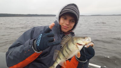 Eurasian perch