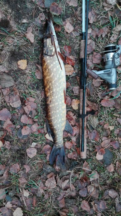 Northern Pike, 0.9 kg — Kiaunas