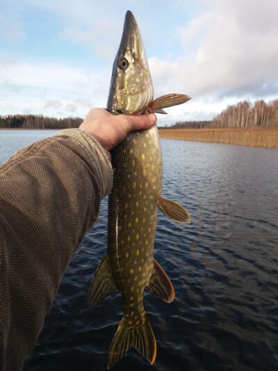 Northern Pike, 1.2 kg — Apušys