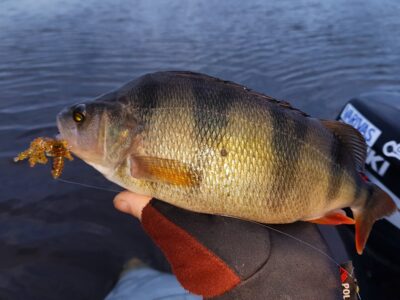 Eurasian perch