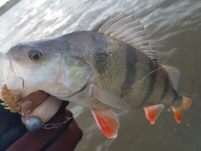 Eurasian perch