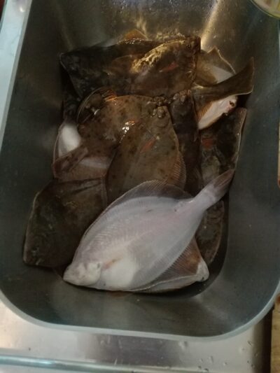 European plaice ×15