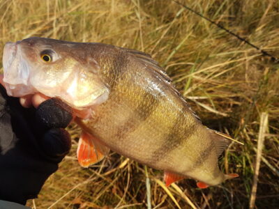 Eurasian perch