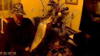 Northern Pike, 2.3 kg
