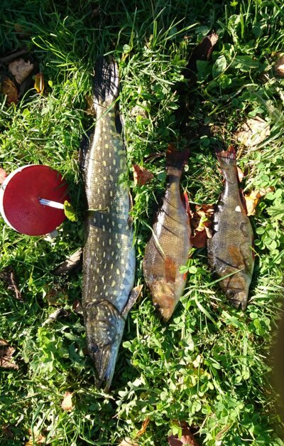 Northern Pike ×3