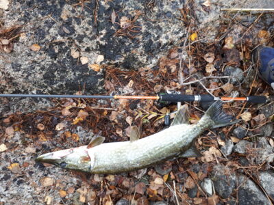 Northern Pike