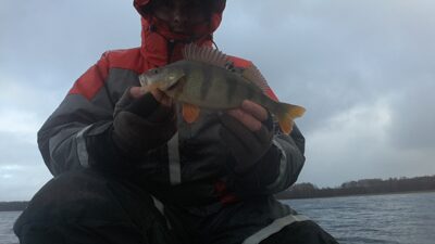 Eurasian perch, 0.3 kg — Luodis