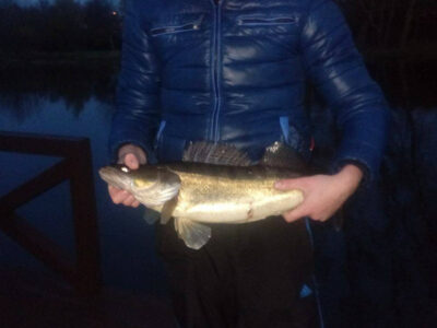 Pike perch, 3.5 kg — Шешупе