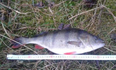 Eurasian perch, 1.1 kg — Asveja