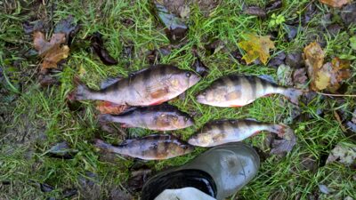 Eurasian perch, 0.5 kg