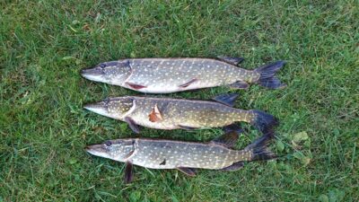 Northern Pike ×3 — Papes ezers