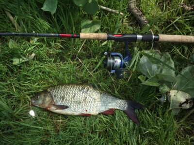 Ide, 0.7 kg — Šventoji