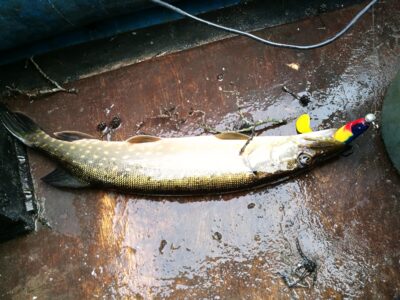 Northern Pike, 0.7 kg