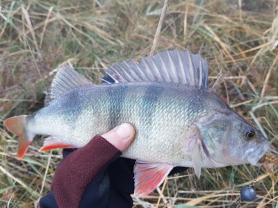 Eurasian perch