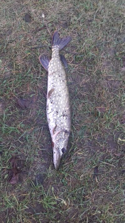 Northern Pike, 1.5 kg